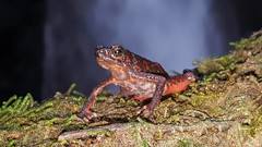 Leptophryne cruentata