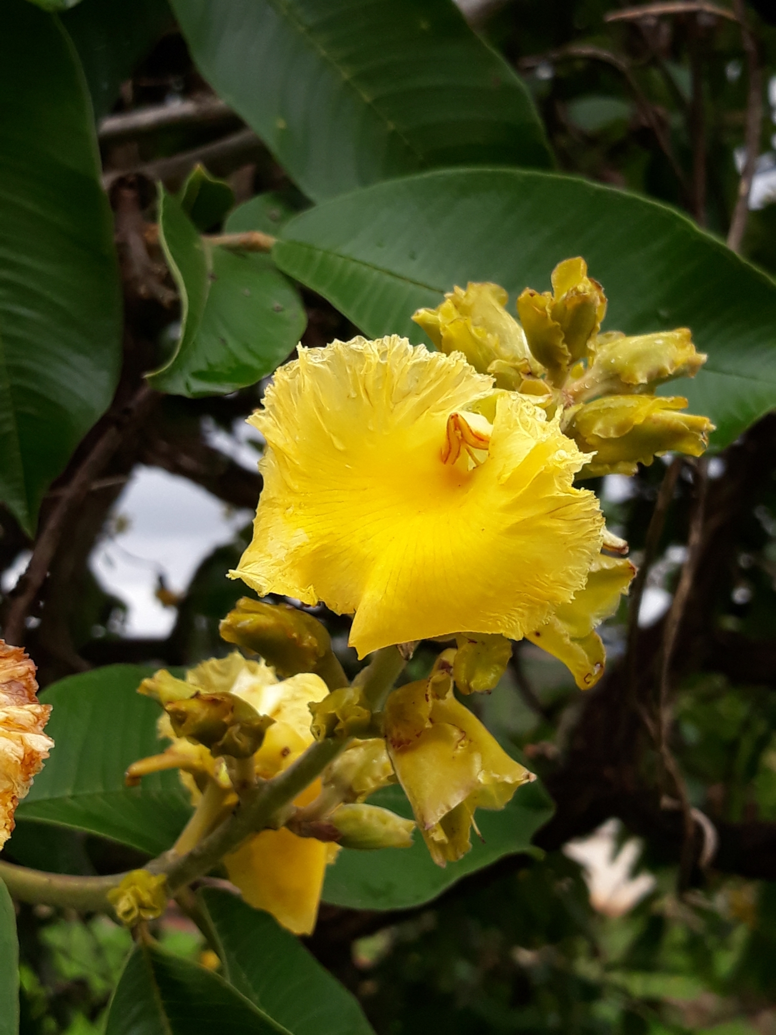 Vochysiaceae