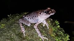 Leptobrachium hasseltii