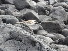 Mimus parvulus barringtoni