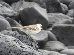 Mimus parvulus barringtoni