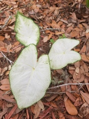 Caladium
