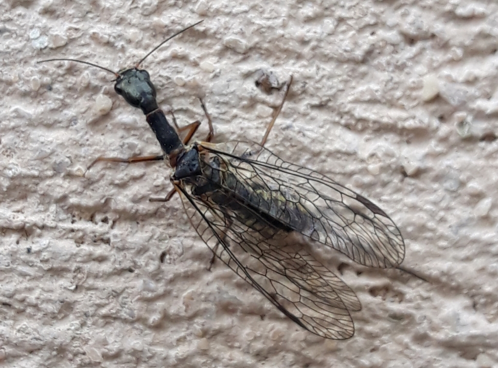 Phaeostigma major