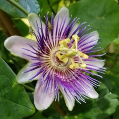 Passiflora alata × caerulea