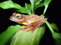 Rhacophorus margaritifer