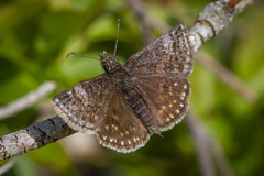 Erynnis icelus image
