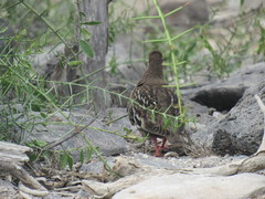 Zenaida galapagoensis