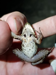 Sylvirana maosonensis