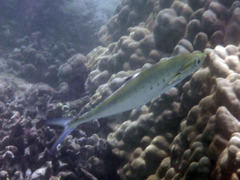 Scomberoides lysan