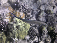 Scomberoides lysan