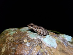 Sylvirana maosonensis