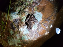 Sylvirana maosonensis