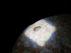 Sylvirana maosonensis