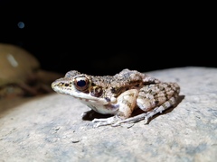 Sylvirana maosonensis