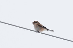 Lanius borealis sibiricus