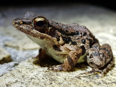 Sylvirana maosonensis