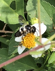 Megachile conjuncta