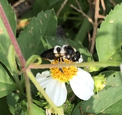 Megachile conjuncta