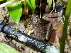 Microhyla butleri