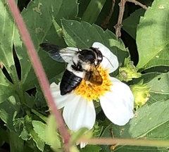 Megachile conjuncta