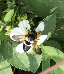 Megachile conjuncta