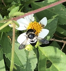 Megachile conjuncta