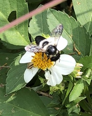 Megachile conjuncta