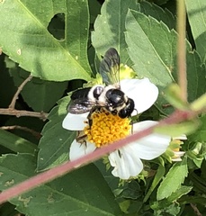 Megachile conjuncta