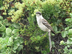 Mimus parvulus barringtoni