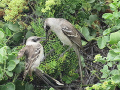 Mimus parvulus barringtoni