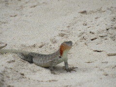 Microlophus barringtonensis