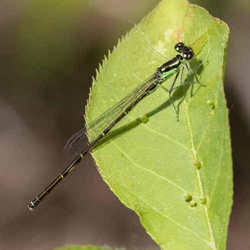 Fragile Forktail, photo 2 of 9