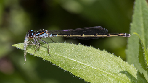Fragile Forktail, photo 3 of 9