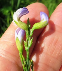 Psoralea aphylla