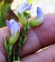 Psoralea aphylla