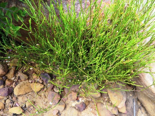 Image of Resin Capemay (Coleonema juniperinum) by (c) linkie, some rights reserved (CC BY)