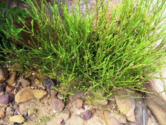 Coleonema juniperinum