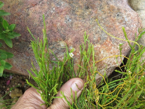Image of Resin Capemay (Coleonema juniperinum) by (c) linkie, some rights reserved (CC BY)