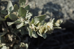 Atriplex maximowicziana