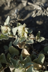 Atriplex maximowicziana