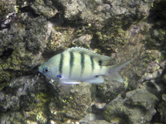 Abudefduf abdominalis