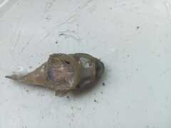 Mountain Clingfish photo 3