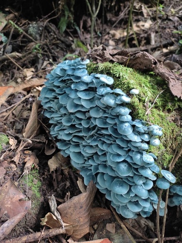 Clitocybula azurea