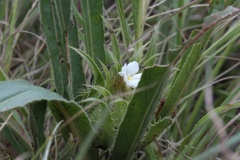Crabbea angustifolia