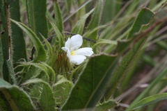 Crabbea angustifolia