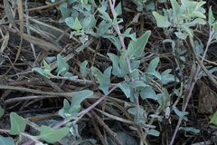 Atriplex maximowicziana