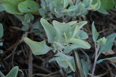 Atriplex maximowicziana