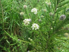 Aspalathus cephalotes cephalotes
