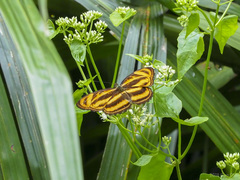 Athyma nefte subrata