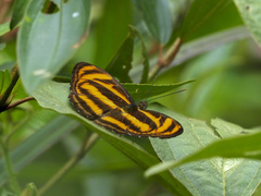 Athyma nefte subrata